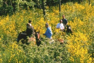  caballos en el ginestra 